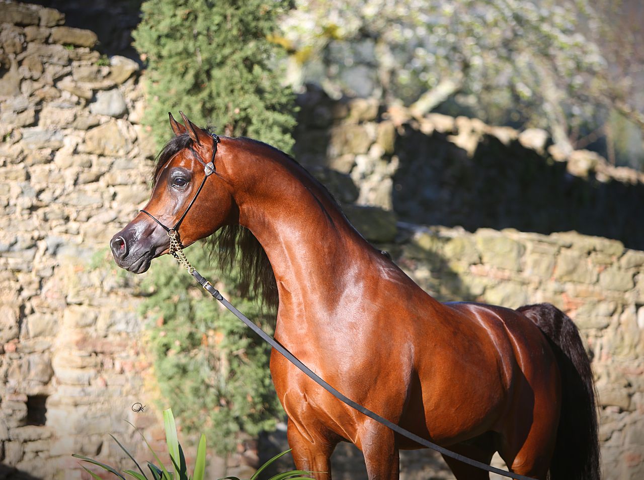 Kahil